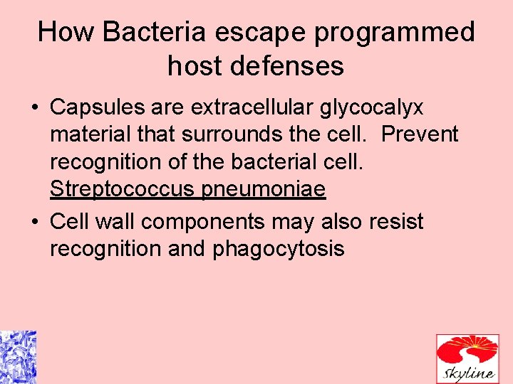 How Bacteria escape programmed host defenses • Capsules are extracellular glycocalyx material that surrounds