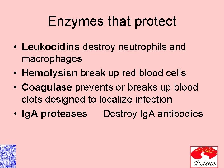 Enzymes that protect • Leukocidins destroy neutrophils and macrophages • Hemolysisn break up red