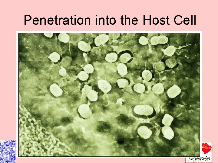 Penetration into the Host Cell Figure 15. 2 