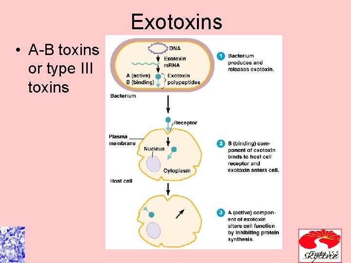 Exotoxins • A-B toxins or type III toxins Figure 15. 5 