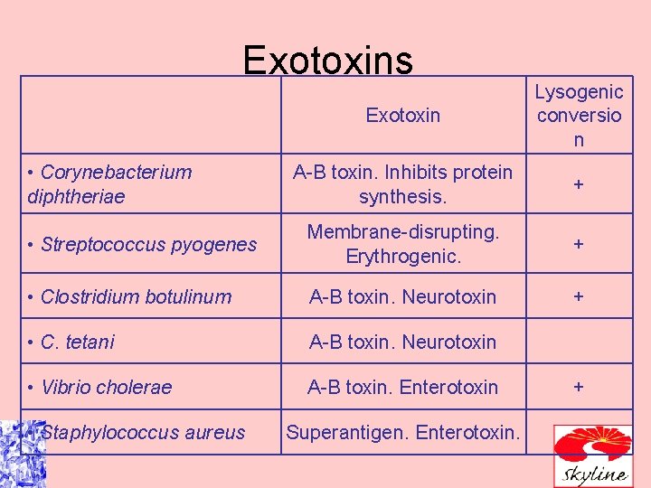 Exotoxins Exotoxin Lysogenic conversio n A-B toxin. Inhibits protein synthesis. + • Streptococcus pyogenes