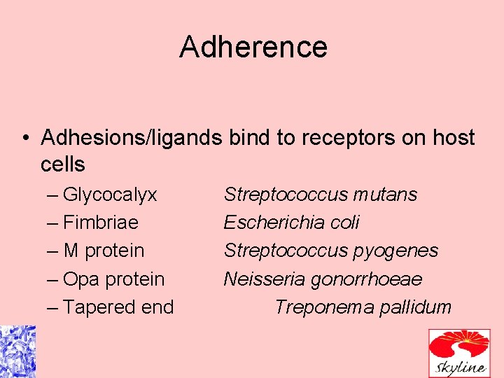 Adherence • Adhesions/ligands bind to receptors on host cells – Glycocalyx – Fimbriae –