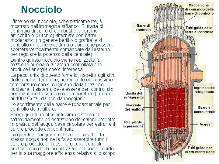 Nocciolo L'interno del nocciolo, schematicamente, è mostrato nell'immagine affianco. Si tratta di centinaia di