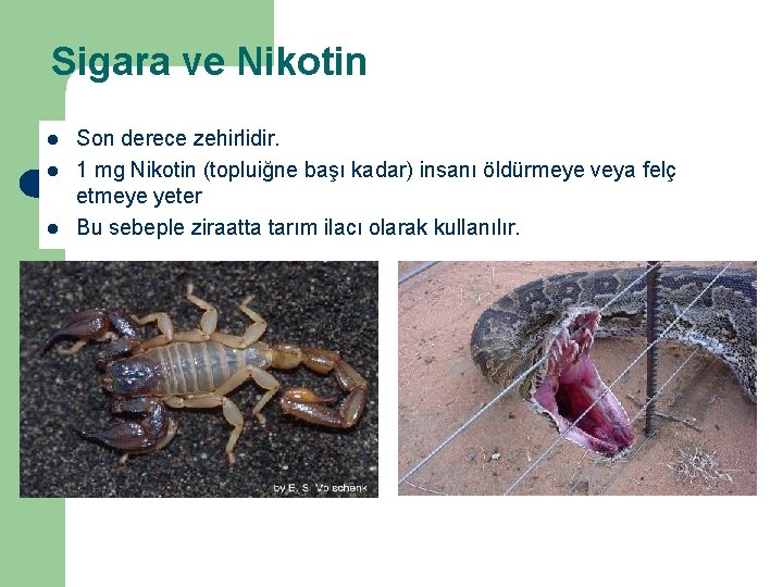 Sigara ve Nikotin l l l Son derece zehirlidir. 1 mg Nikotin (topluiğne başı