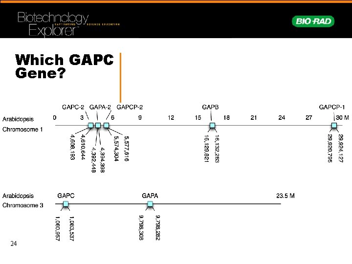 Which GAPC Gene? 24 