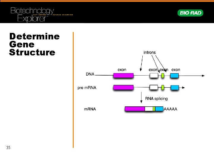 Determine Gene Structure 35 