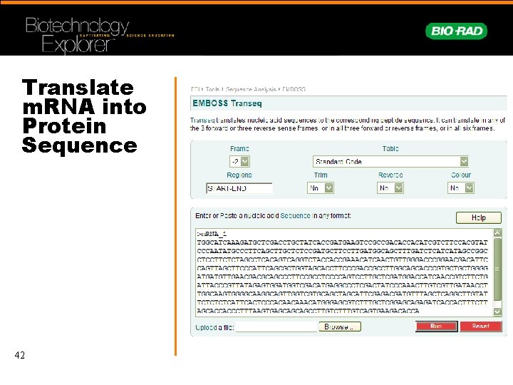 Translate m. RNA into Protein Sequence 42 