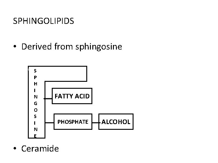 SPHINGOLIPIDS • Derived from sphingosine SS P H I N G O S I