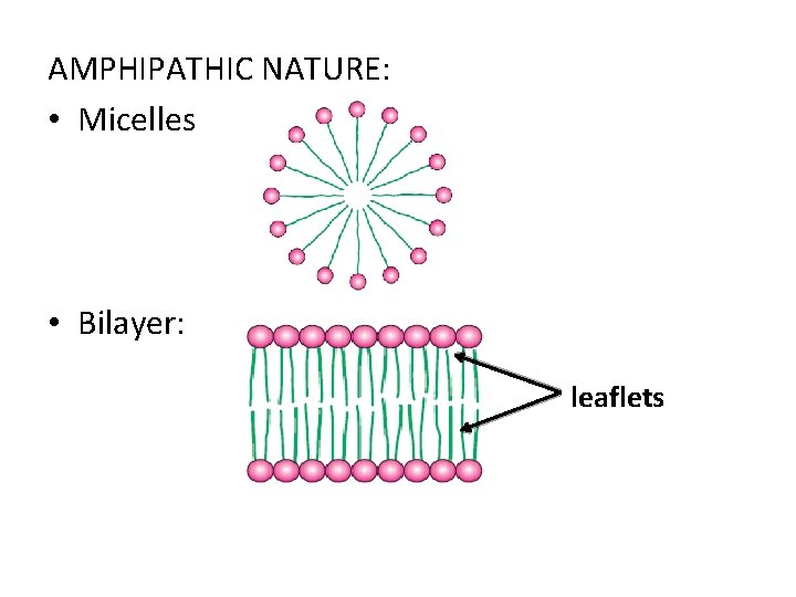 AMPHIPATHIC NATURE: • Micelles • Bilayer: leaflets 