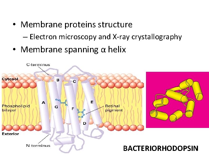  • Membrane proteins structure – Electron microscopy and X-ray crystallography • Membrane spanning