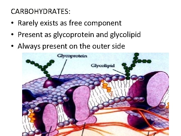 CARBOHYDRATES: • Rarely exists as free component • Present as glycoprotein and glycolipid •