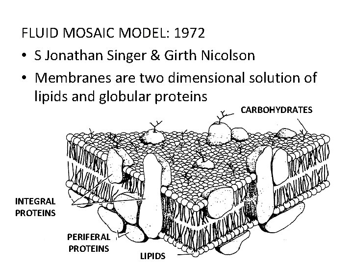 FLUID MOSAIC MODEL: 1972 • S Jonathan Singer & Girth Nicolson • Membranes are