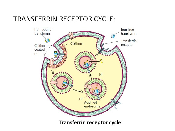 TRANSFERRIN RECEPTOR CYCLE: Transferrin receptor cycle 