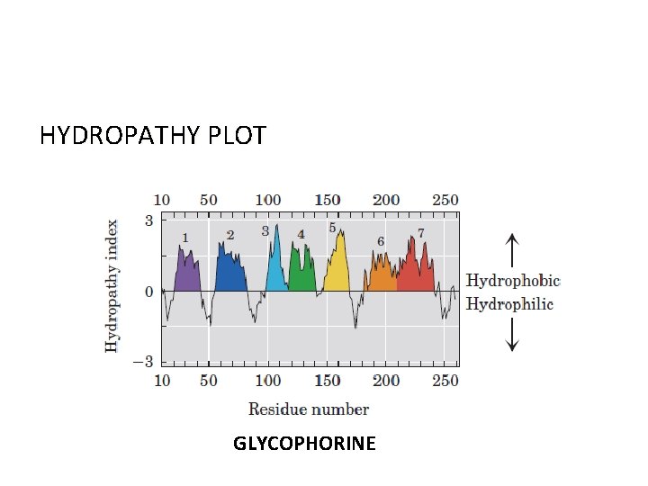 HYDROPATHY PLOT GLYCOPHORINE 