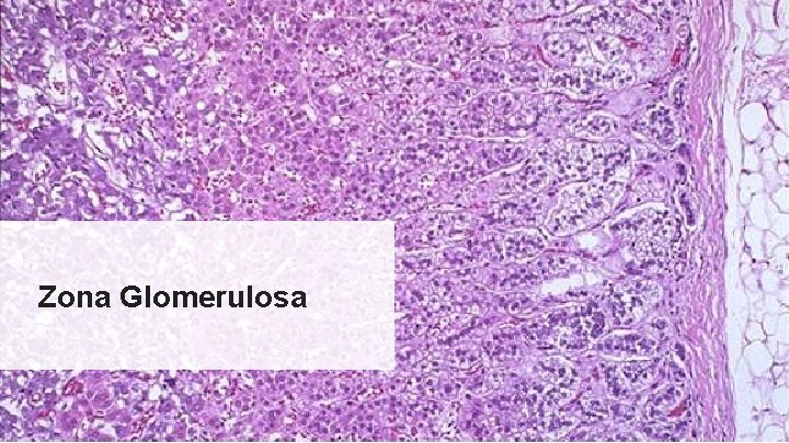 Zona Glomerulosa 