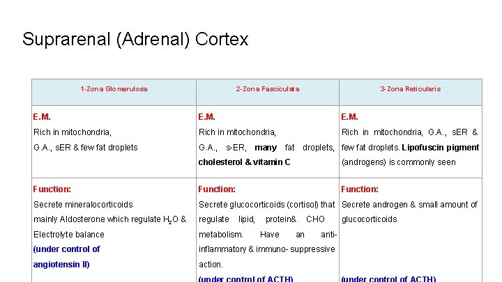 Suprarenal (Adrenal) Cortex 1 -Zona Glomerulosa 2 -Zona Fasciculata 3 -Zona Reticularis E. M.