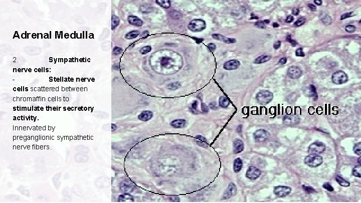 Adrenal Medulla 2. Sympathetic nerve cells: Stellate nerve cells scattered between chromaffin cells to