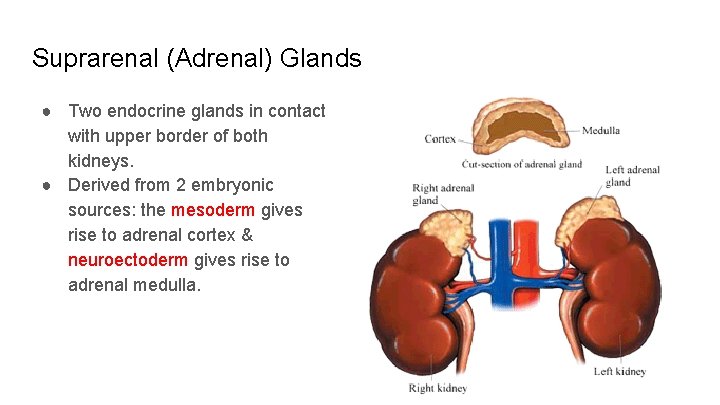 Suprarenal (Adrenal) Glands ● Two endocrine glands in contact with upper border of both