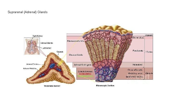 Suprarenal (Adrenal) Glands 