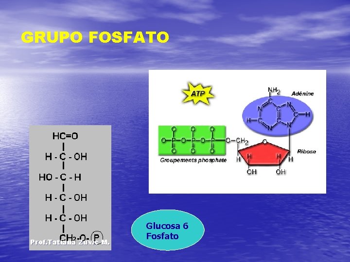 GRUPO FOSFATO Prof. Tatiana Zuvic M. Glucosa 6 Fosfato 