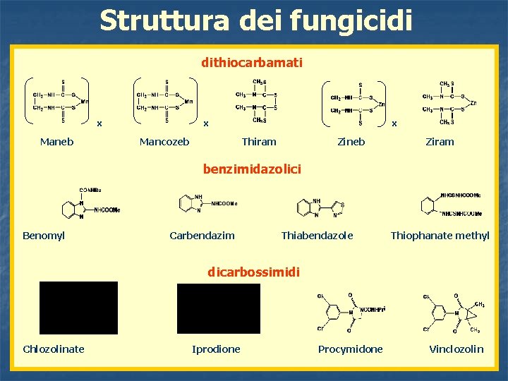 Struttura dei fungicidi dithiocarbamati x Maneb x Mancozeb x Thiram Zineb Ziram benzimidazolici Benomyl