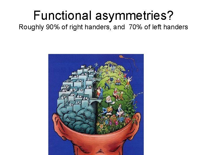 Functional asymmetries? Roughly 90% of right handers, and 70% of left handers 