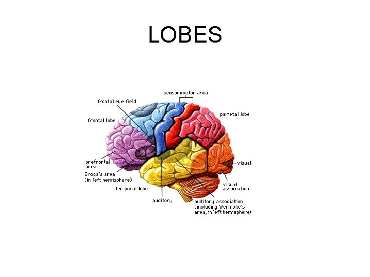 LOBES 