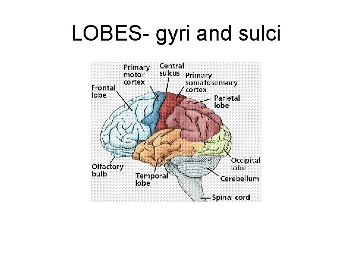 LOBES- gyri and sulci 