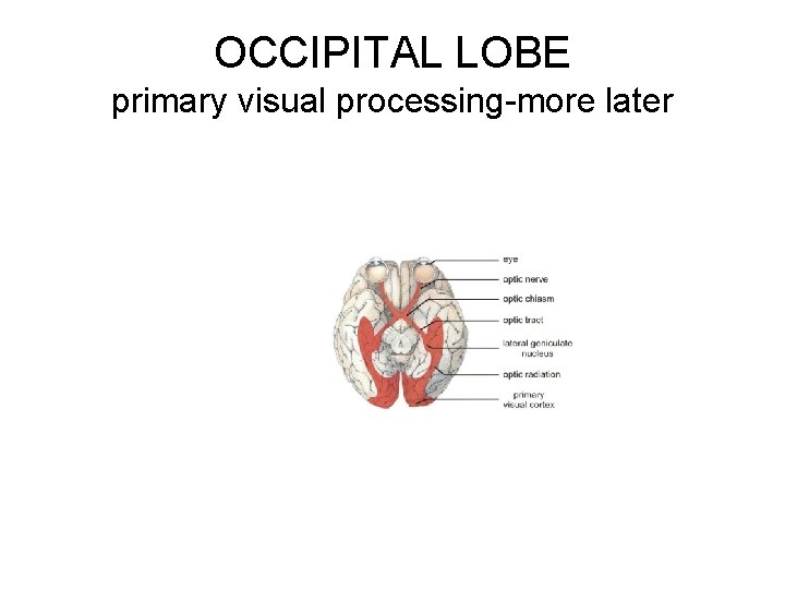 OCCIPITAL LOBE primary visual processing-more later 