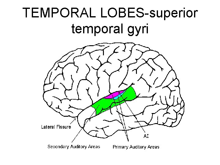 TEMPORAL LOBES-superior temporal gyri 