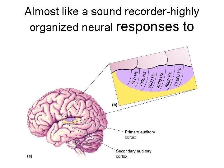 Almost like a sound recorder-highly organized neural responses to sound 