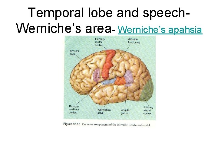 Temporal lobe and speech. Werniche’s area- Werniche’s apahsia 
