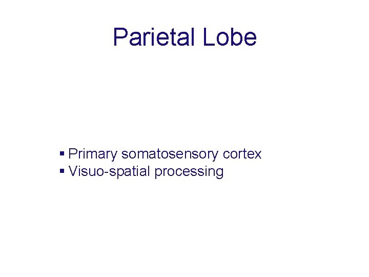 Parietal Lobe Primary somatosensory cortex Visuo-spatial processing 