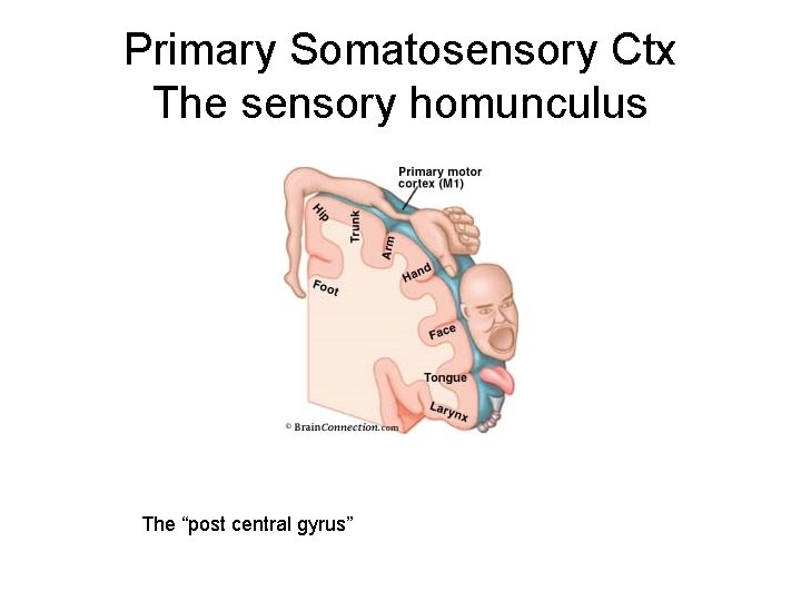 Primary Somatosensory Ctx The sensory homunculus The “post central gyrus” 