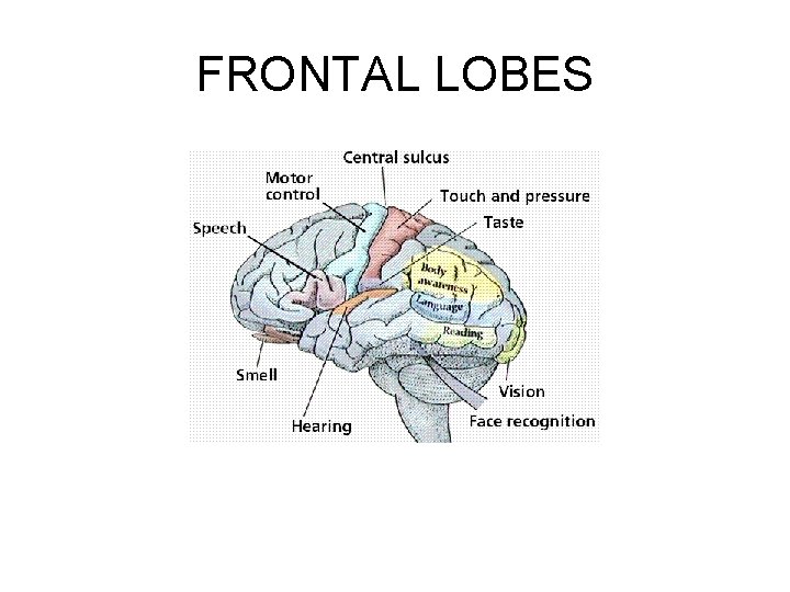 FRONTAL LOBES 
