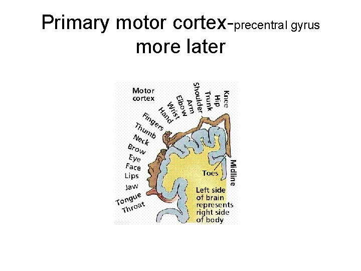 Primary motor cortex-precentral gyrus more later 