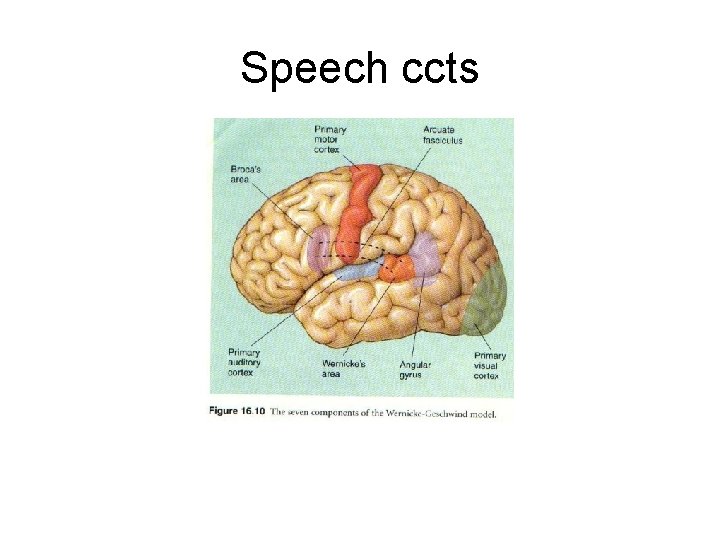 Speech ccts 