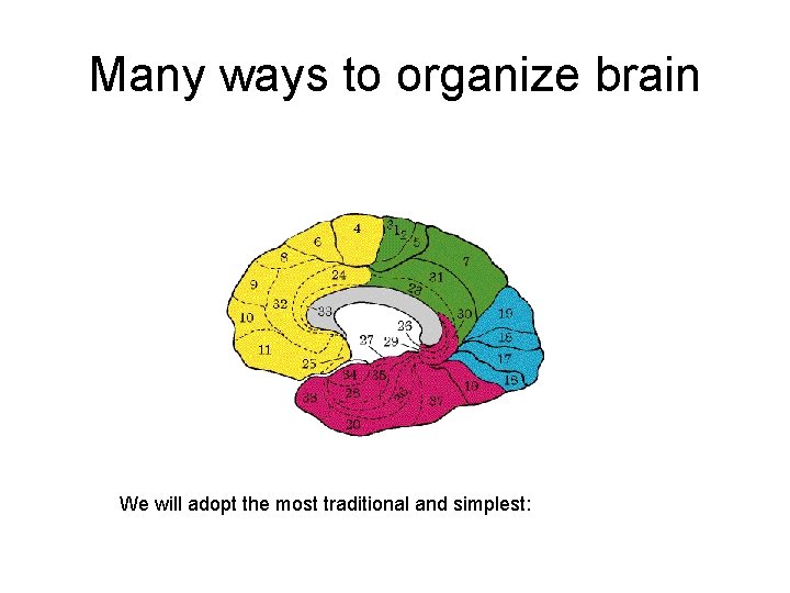 Many ways to organize brain We will adopt the most traditional and simplest: 