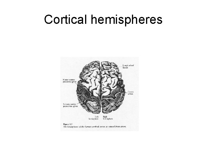 Cortical hemispheres 