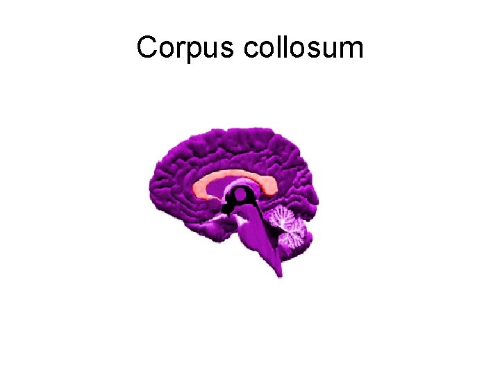 Corpus collosum 