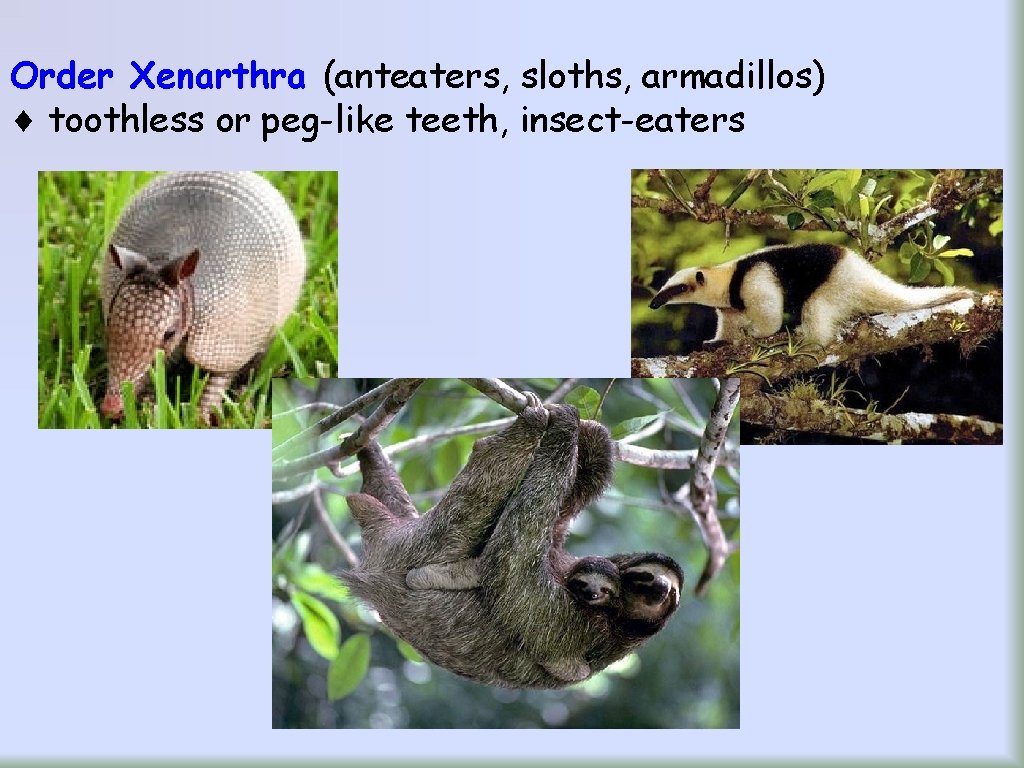 Order Xenarthra (anteaters, sloths, armadillos) toothless or peg-like teeth, insect-eaters 