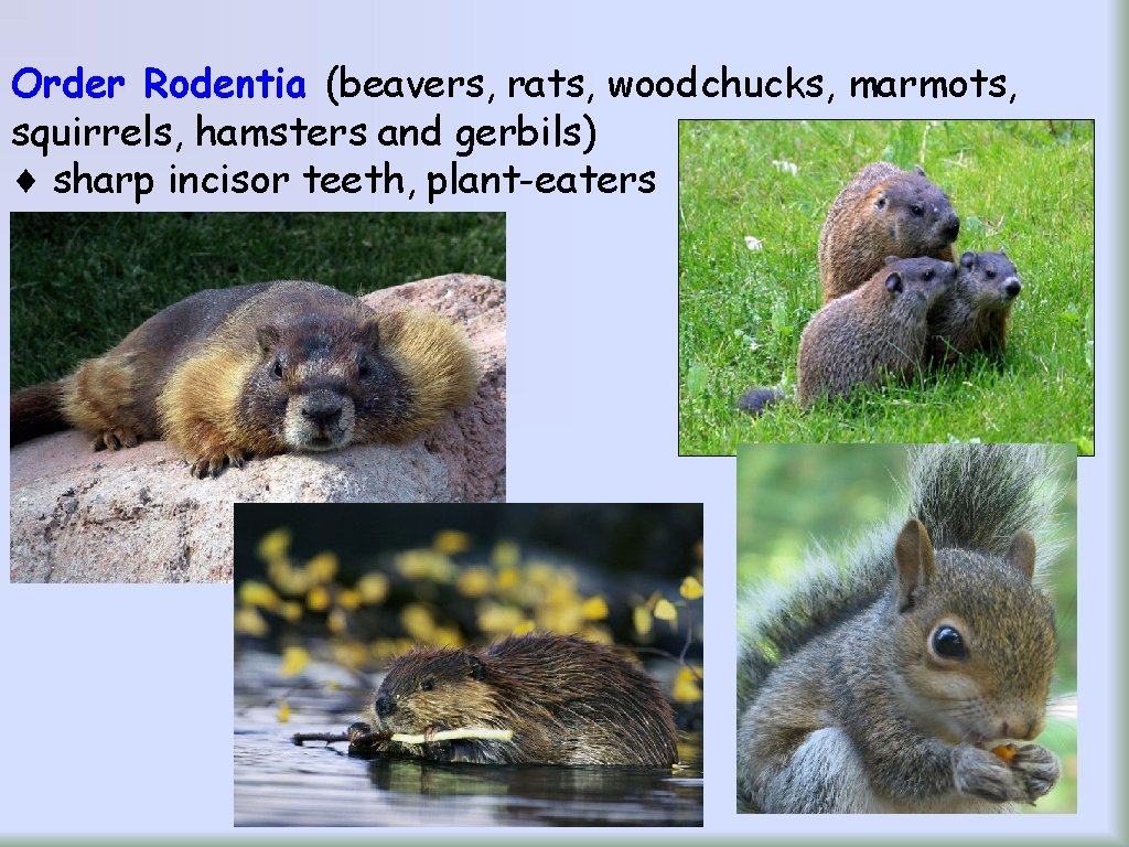 Order Rodentia (beavers, rats, woodchucks, marmots, squirrels, hamsters and gerbils) sharp incisor teeth, plant-eaters