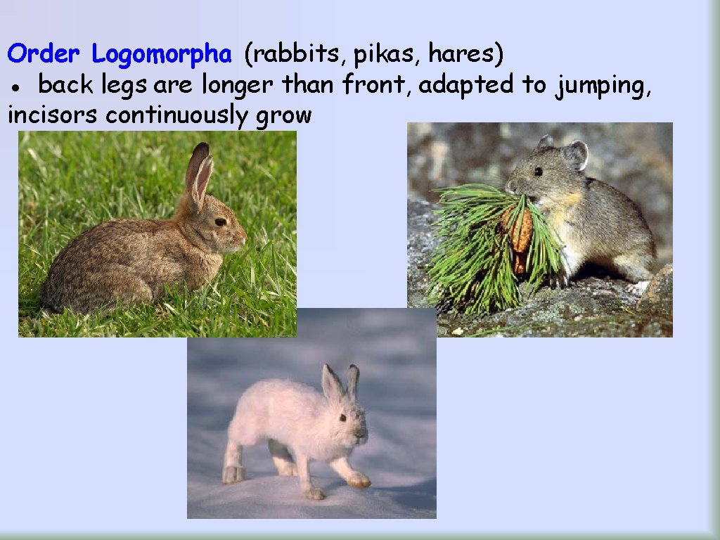 Order Logomorpha (rabbits, pikas, hares) ● back legs are longer than front, adapted to