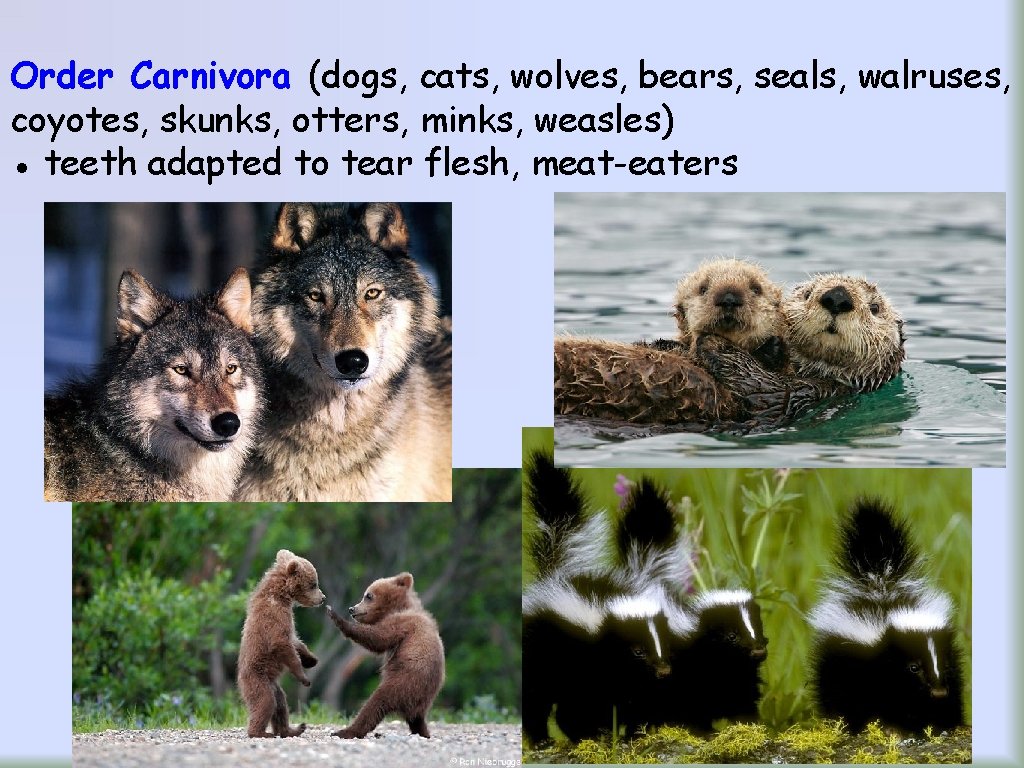 Order Carnivora (dogs, cats, wolves, bears, seals, walruses, coyotes, skunks, otters, minks, weasles) ●