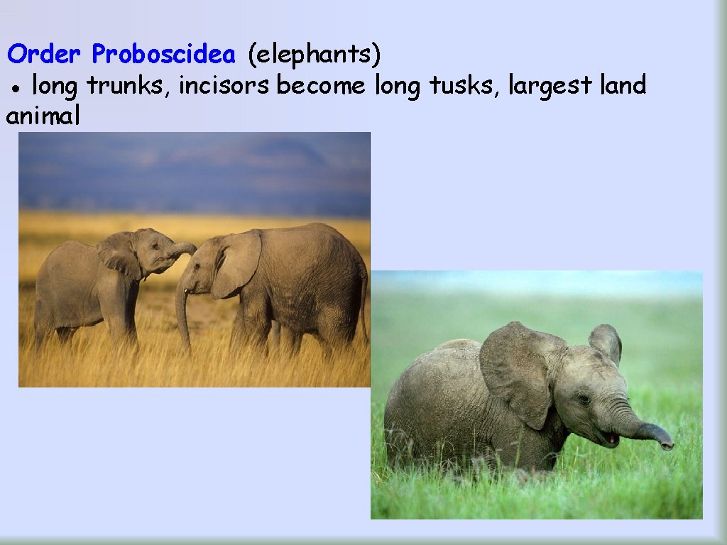 Order Proboscidea (elephants) ● long trunks, incisors become long tusks, largest land animal 