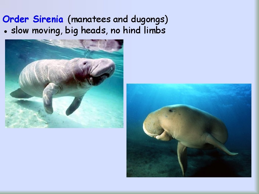 Order Sirenia (manatees and dugongs) ● slow moving, big heads, no hind limbs 