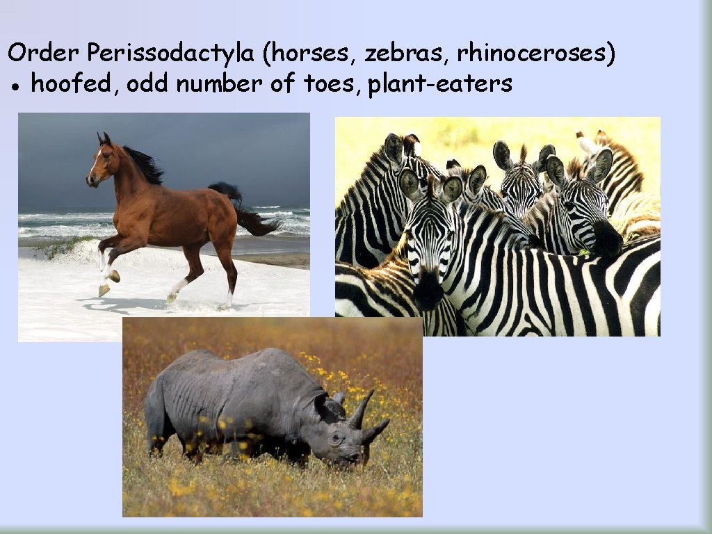 Order Perissodactyla (horses, zebras, rhinoceroses) ● hoofed, odd number of toes, plant-eaters 