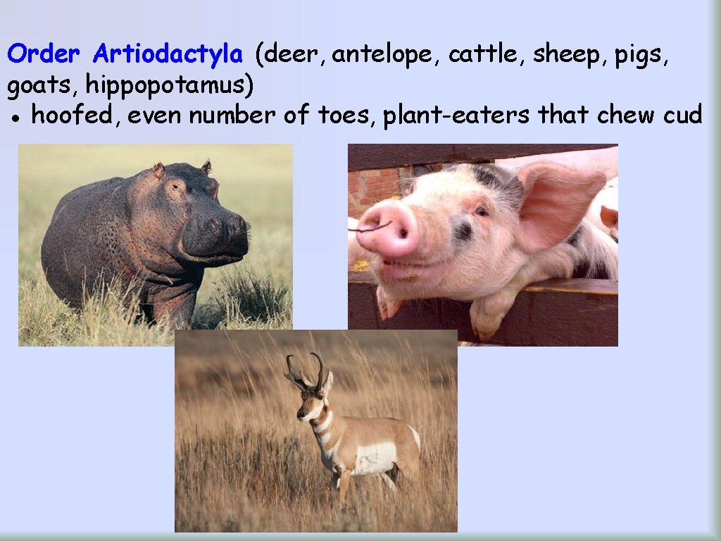 Order Artiodactyla (deer, antelope, cattle, sheep, pigs, goats, hippopotamus) ● hoofed, even number of