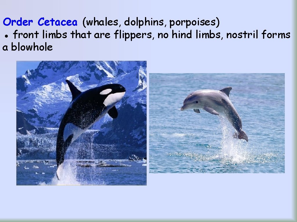 Order Cetacea (whales, dolphins, porpoises) ● front limbs that are flippers, no hind limbs,