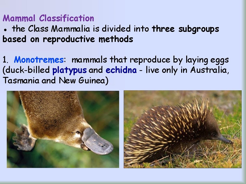Mammal Classification ● the Class Mammalia is divided into three subgroups based on reproductive